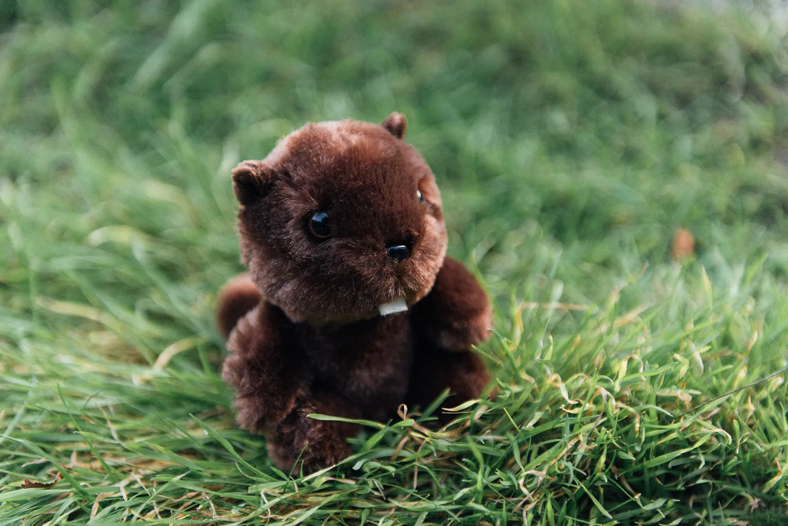 4" Mini Canned Beaver