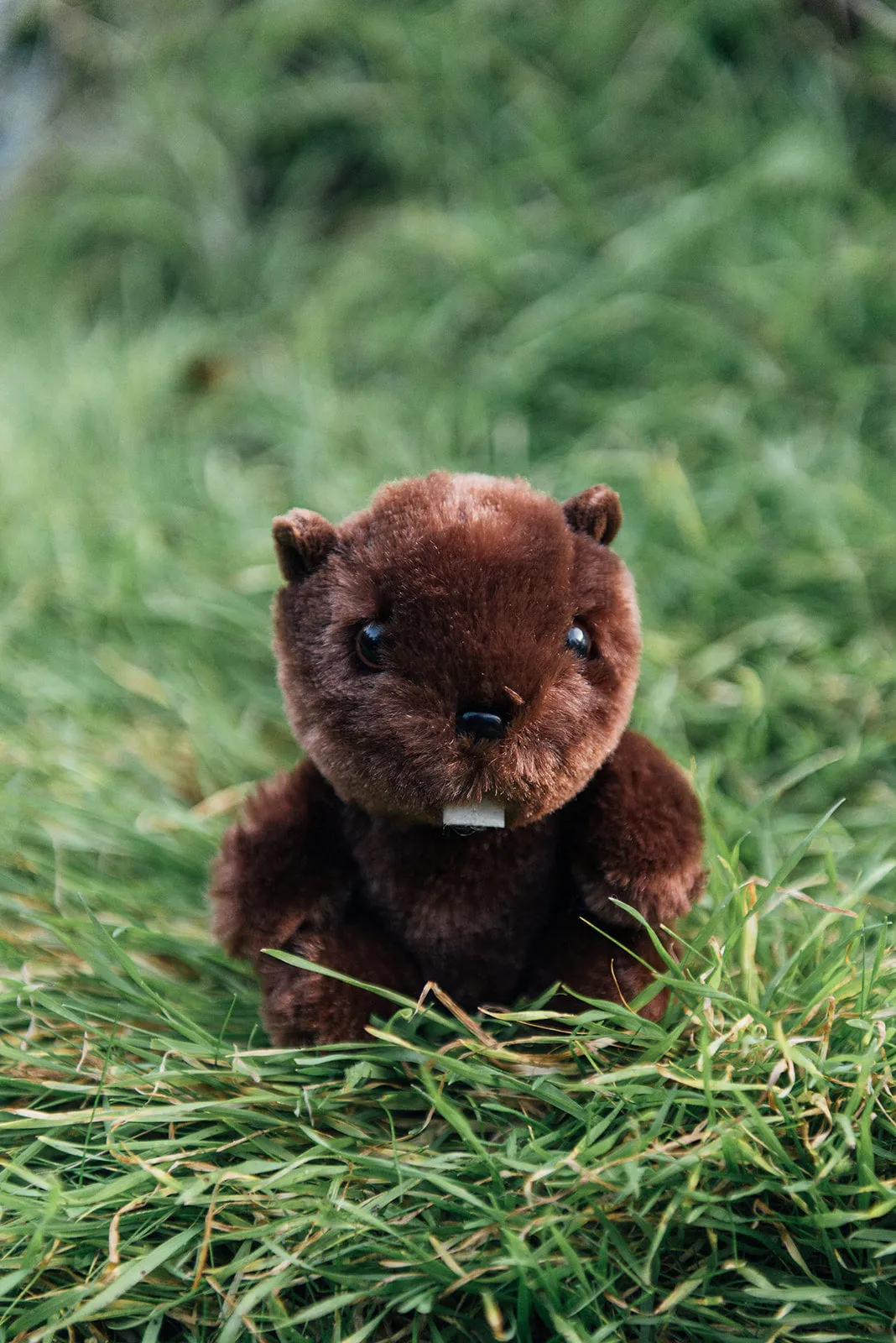 4" Mini Canned Beaver