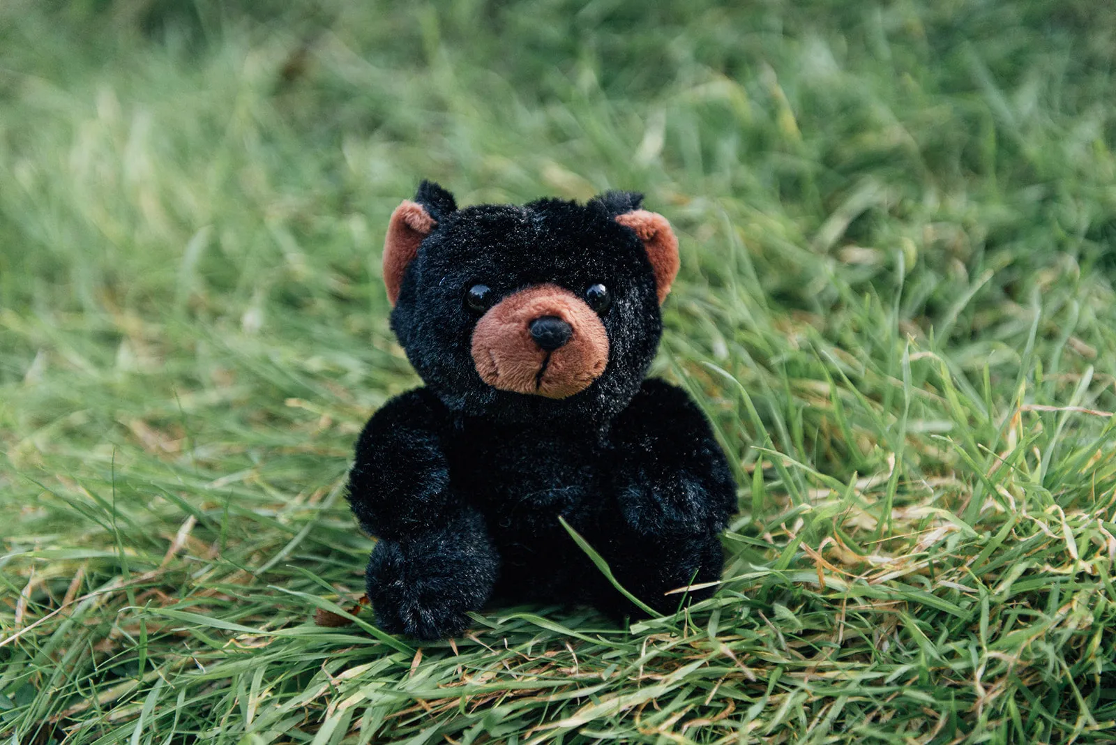 4" Mini Canned Black Bear